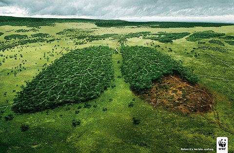 El pulmón verde de la Tierra