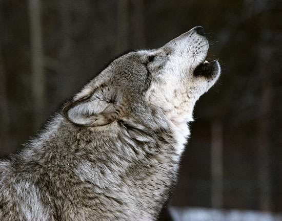 Wolf_howling